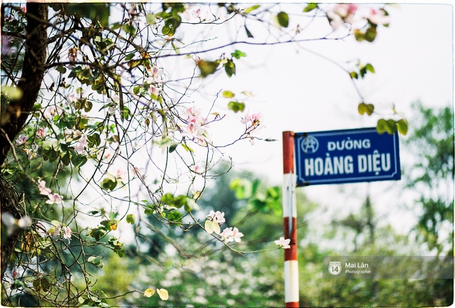 Lại một m&ugrave;a hoa ban t&iacute;m chở một g&oacute;c T&acirc;y Bắc về giữa l&ograve;ng H&agrave; Nội - Ảnh 8.