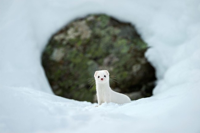 Mùa hè đã... lột trần những con thú tuyệt xinh vùng băng tuyết như thế này đây - Ảnh 2.