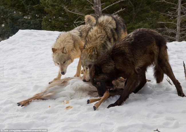 Chùm Ảnh: Cuộc Huyết Chiến Giành Thức Ăn Giữa Gấu Bắc Mỹ Và Bầy Sói Xám