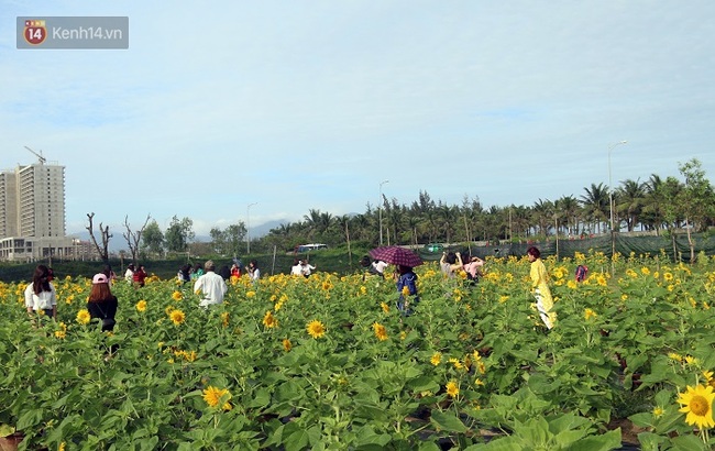 Vườn hoa hướng dương bị mất mùa, bạn trẻ Đà Nẵng kéo đến chụp ảnh và quyên góp cho chủ vườn - Ảnh 1.