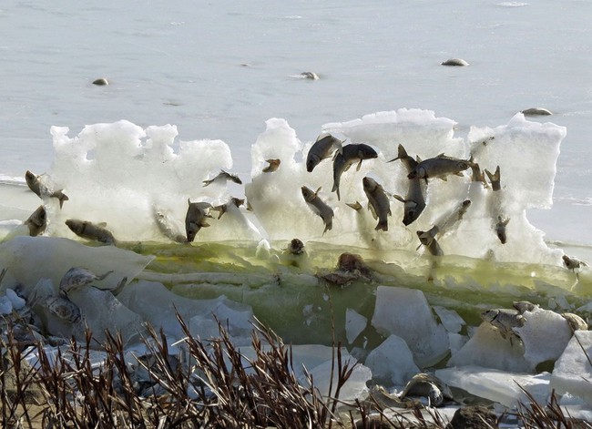 Cần lời giải thích cho hiện tượng cá đóng băng trên không trung vì quá lạnh - Ảnh 1.