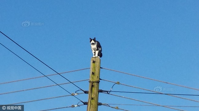 Anh: Ngắt điện cả khu vực để giải cứu chú mèo bị mắc kẹt trên cột điện suốt 24 tiếng đồng hồ - Ảnh 1.