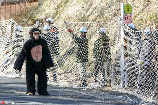 Nhật Bản: Quản lý đội lốt thú dữ để nhân viên diễn tập Tinh tinh sổng chuồng trong sở thú - Ảnh 1.