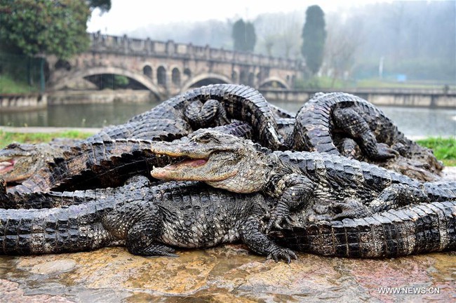 Trung Quốc: Hơn 13.000 nhóc tì cá sấu đang ngủ đông thì bị bắt đi tắm nắng - Ảnh 1.