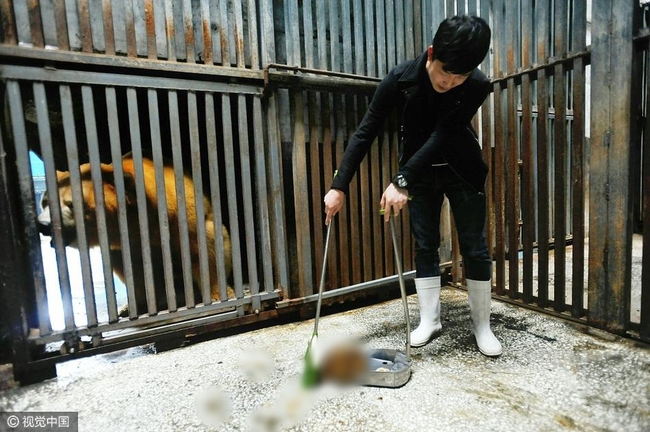 Không tin nổi ở Trung Quốc người ta tranh nhau chi tới 3 triệu đồng để được đi hót phân cho Gấu Bắc Cực - Ảnh 1.