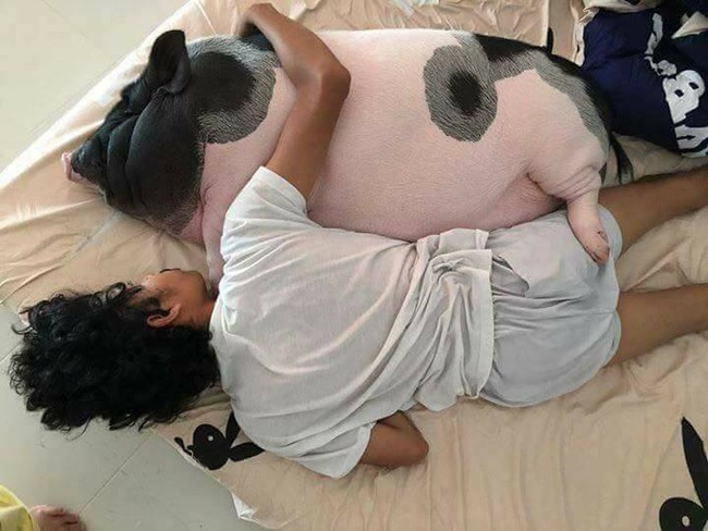 Ch&agrave;ng trai nu&ocirc;i heo để... &ocirc;m mỗi tối: Ng&agrave;y n&agrave;o em b&eacute; cỏn con, b&acirc;y giờ em đ&atilde; lớn kh&ocirc;n thế n&agrave;y! - Ảnh 5.