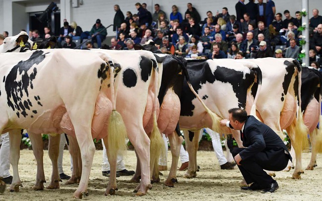 200 cô bò sữa nô nức kéo nhau đi thi hoa hậu - Ảnh 1.