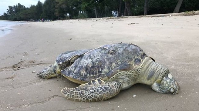 Hình ảnh rùa biển quý hiếm bị cứa làm đôi, nằm chết trên bãi biển Singapore khiến nhiều người xót xa - Ảnh 2.