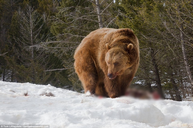 Chùm ảnh: Cuộc huyết chiến giành thức ăn giữa gấu Bắc Mỹ và bầy sói xám - Ảnh 19.