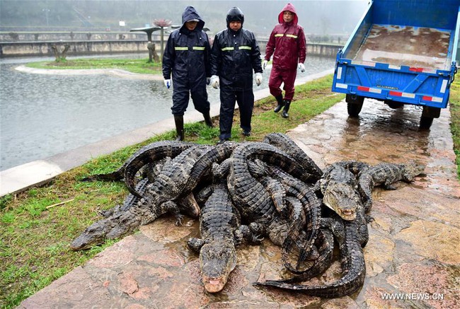Trung Quốc: Hơn 13.000 nhóc tì cá sấu đang ngủ đông thì bị bắt đi tắm nắng - Ảnh 8.