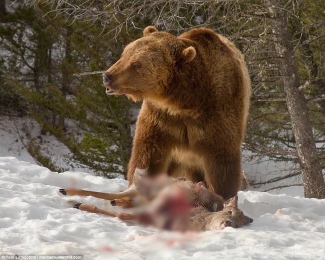 Chùm ảnh: Cuộc huyết chiến giành thức ăn giữa gấu Bắc Mỹ và bầy sói xám - Ảnh 21.