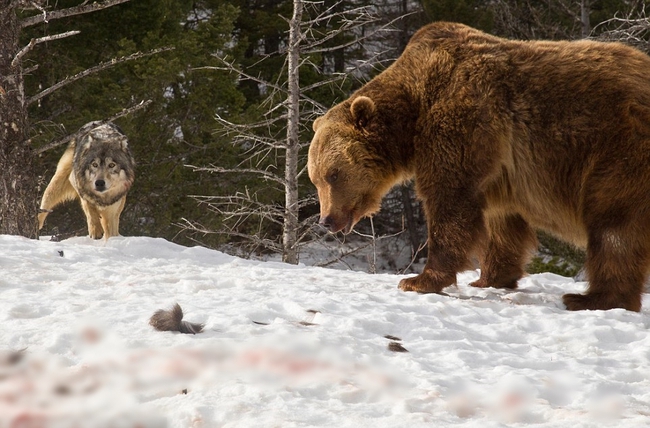 Chùm ảnh: Cuộc huyết chiến giành thức ăn giữa gấu Bắc Mỹ và bầy sói xám - Ảnh 23.