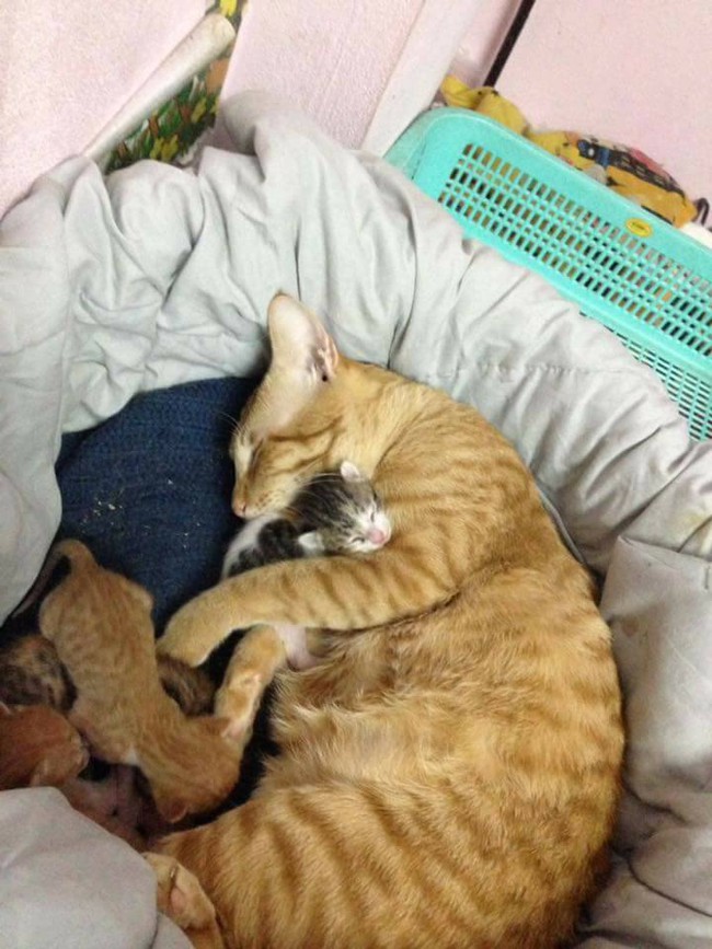 Phát sốt với hình ảnh mèo bố ôm chặt vợ và đàn mèo con mới sinh - Ảnh 3.