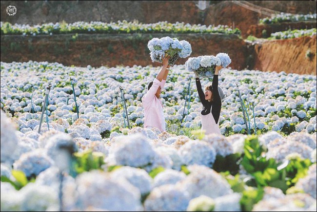Cánh đồng hoa cẩm tú cầu đẹp mê hồn sẽ là điểm đến hot nhất ở Đà Lạt những ngày tới! - Ảnh 13.
