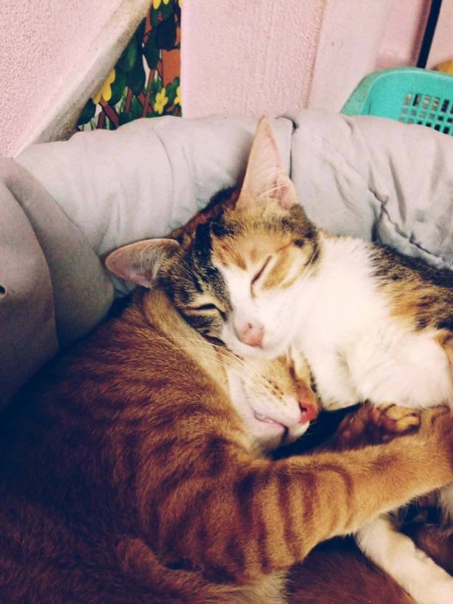 Phát sốt với hình ảnh mèo bố ôm chặt vợ và đàn mèo con mới sinh - Ảnh 4.