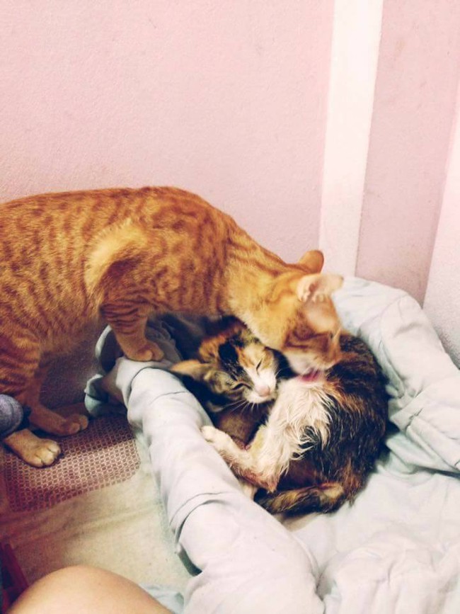 Phát sốt với hình ảnh mèo bố ôm chặt vợ và đàn mèo con mới sinh - Ảnh 2.