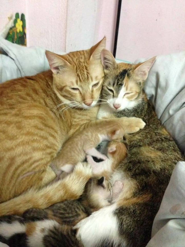 Phát sốt với hình ảnh mèo bố ôm chặt vợ và đàn mèo con mới sinh - Ảnh 5.