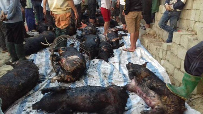 Yên Bái: Hơn 70 con lợn bị thiêu chết chỉ vì ... tàn tro đốt rác - Ảnh 2.