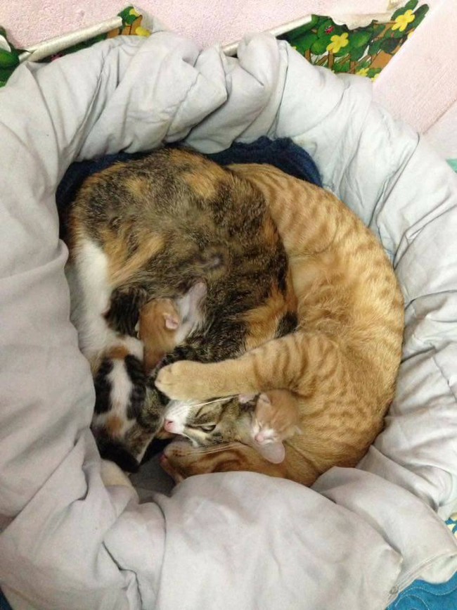 Phát sốt với hình ảnh mèo bố ôm chặt vợ và đàn mèo con mới sinh - Ảnh 6.
