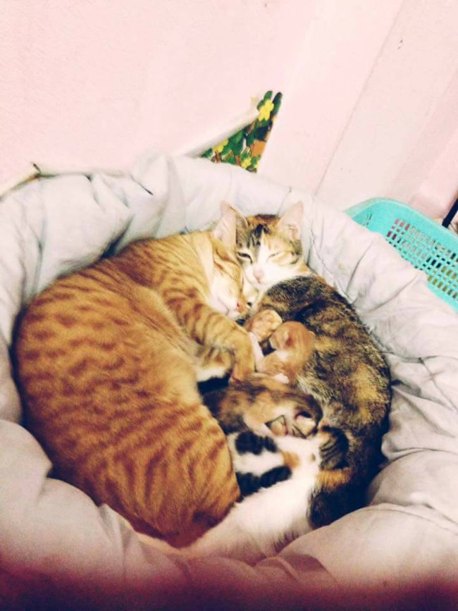 Phát sốt với hình ảnh mèo bố ôm chặt vợ và đàn mèo con mới sinh - Ảnh 8.
