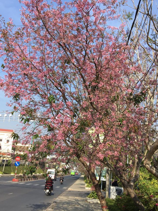 Bất ngờ với khung cảnh như ở Nhật Bản tại Đ&agrave; Lạt - Ảnh 2.