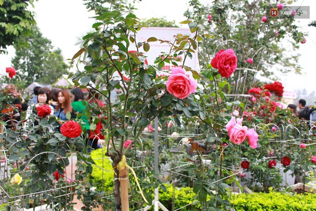 Cây cầu với mái vòm toàn bằng hoa giả vẫn là nơi được check-in nhiều nhất lễ hội hoa hồng Bulgaria - Ảnh 10.