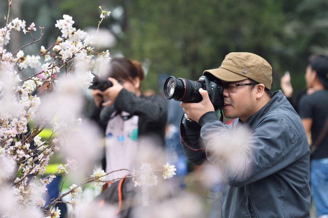 Người dân đội mưa, đổ xô đi chụp ảnh với hoa anh đào xịn 100% ở Hà Nội - Ảnh 5.