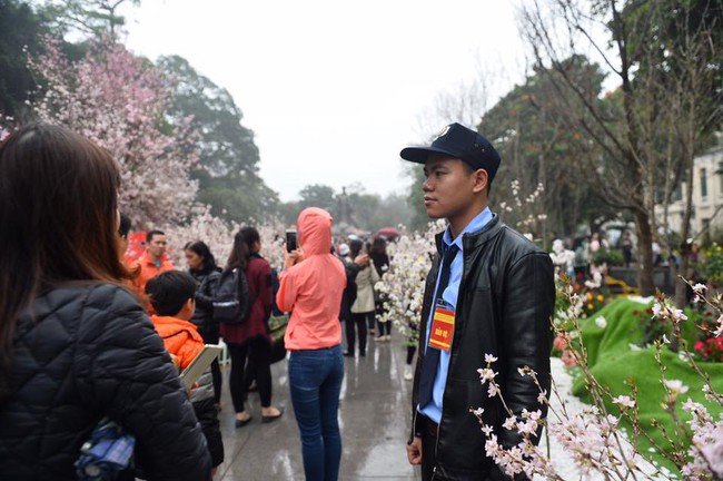 Người dân đội mưa, đổ xô đi chụp ảnh với hoa anh đào xịn 100% ở Hà Nội - Ảnh 6.