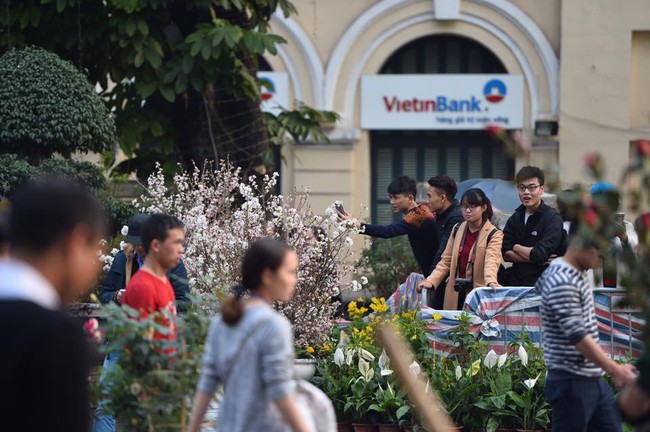Người d&acirc;n H&agrave; Nội h&aacute;o hức chụp ảnh với hoa anh đ&agrave;o từ ngo&agrave;i h&agrave;ng r&agrave;o - Ảnh 5.