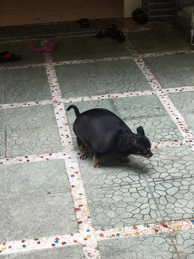 Ch&uacute; ch&oacute; b&eacute;o &uacute; được mệnh danh gấu lợn, b&eacute;o qu&aacute; đi kh&ocirc;ng nổi lu&ocirc;n... - Ảnh 2.