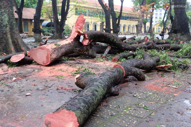 Hà Nội: Cây đổ sau mưa dông, nữ sinh trường Chu Văn An gãy cả tay chân - Ảnh 3.