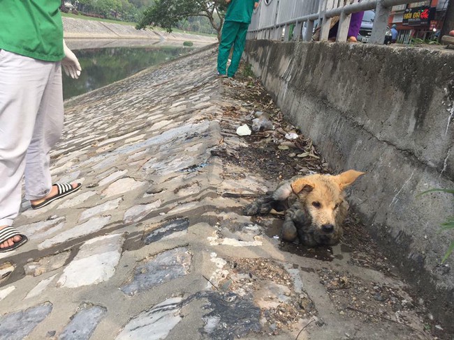 Hà Nội: Chú chó mắc bệnh carre khó chữa bị chủ thẳng tay ném xuống sông Tô Lịch - Ảnh 4.