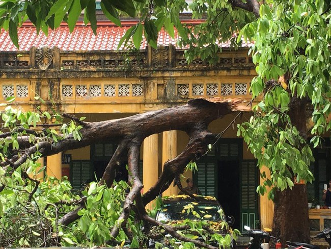 Hà Nội: Mưa lớn kèm gió to, cây đổ đè lên nhiều ô tô và xe máy - Ảnh 2.