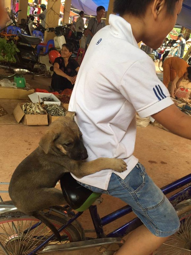 Dễ thương quá trời: Chú cún ôm chặt cậu chủ, kéo cũng không buông khi được chở đi chợ quê - Ảnh 1.