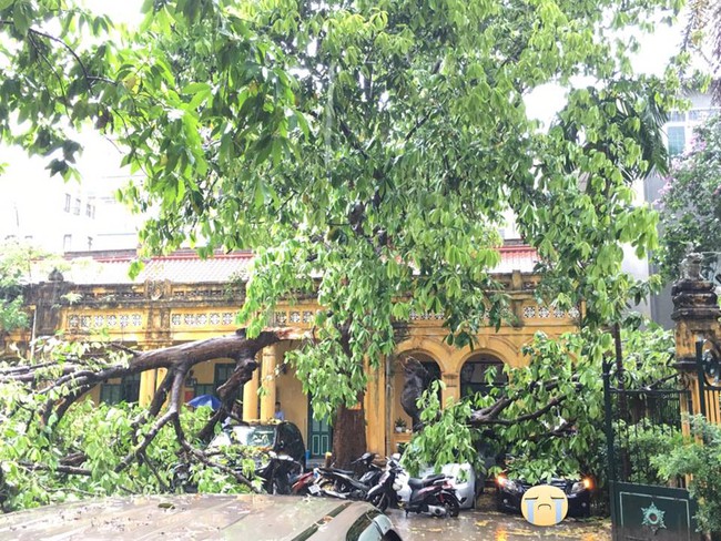 Hà Nội: Mưa lớn kèm gió to, cây đổ đè lên nhiều ô tô và xe máy - Ảnh 3.