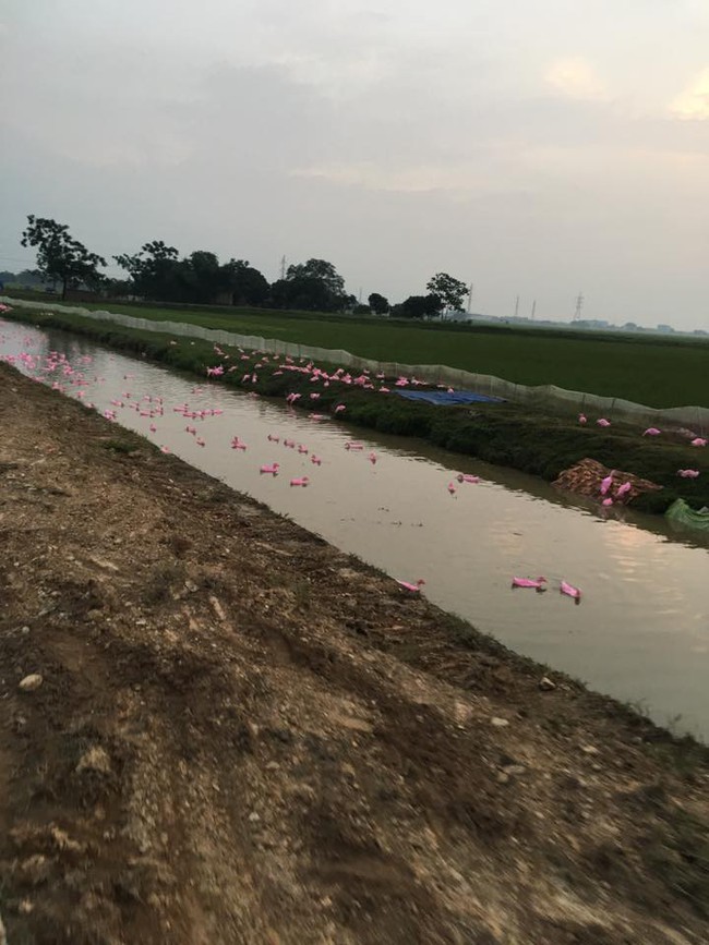 Nhìn kĩ lại đi không phải chim hồng hạc đâu, chính xác chỉ là một đàn vịt thôi mà! - Ảnh 3.