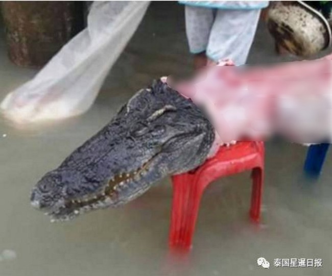 Thái Lan: Mặc kệ mưa lũ, người dân vô tư xẻ thịt cá sấu sổng chuồng giữa dòng nước - Ảnh 3.
