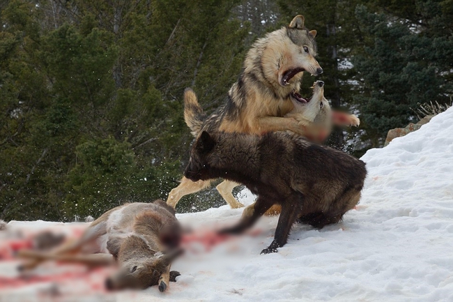 Chùm ảnh: Cuộc huyết chiến giành thức ăn giữa gấu Bắc Mỹ và bầy sói xám - Ảnh 3.