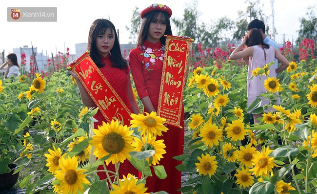 Vườn hoa hướng dương bị mất m&ugrave;a, bạn trẻ Đ&agrave; Nẵng k&eacute;o đến chụp ảnh v&agrave; quy&ecirc;n g&oacute;p cho chủ vườn - Ảnh 6.