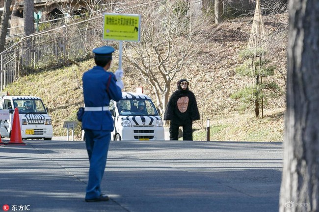 Nhật Bản: Quản lý đội lốt thú dữ để nhân viên diễn tập Tinh tinh sổng chuồng trong sở thú - Ảnh 2.