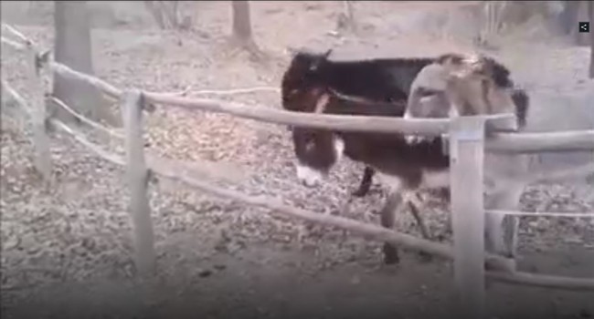 Ai bảo bạn dốt như lừa th&igrave; cho xem ngay video n&agrave;y để thấy, h&oacute;a ra lừa cũng kh&ocirc;n phết! - Ảnh 2.
