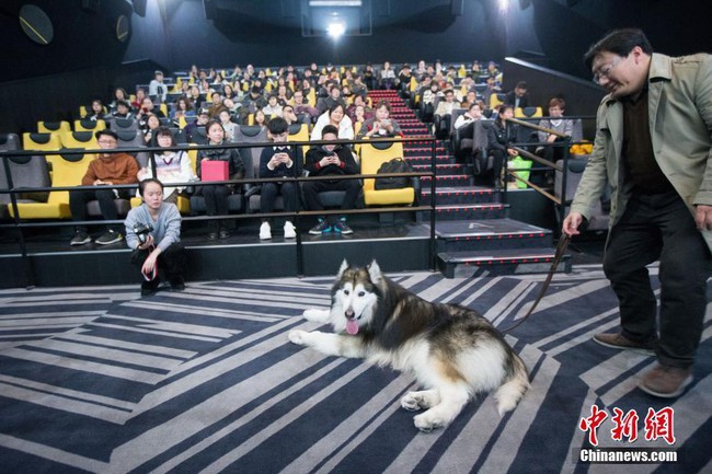 Suất chiếu phim đặc biệt dành cho chó và nguyên nhân khiến nhiều người xúc động nghẹn ngào - Ảnh 2.