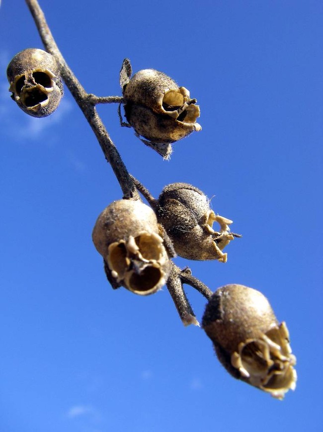 Loài hoa khi chết biến thành hình đầu lâu xương sọ lủng lẳng trên cây - Ảnh 3.