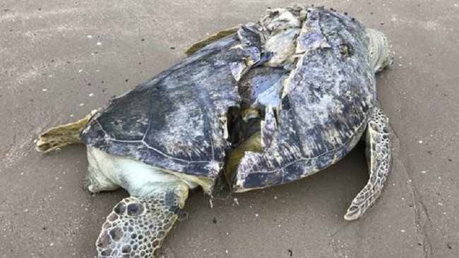 Hình ảnh rùa biển quý hiếm bị cứa làm đôi, nằm chết trên bãi biển Singapore khiến nhiều người xót xa - Ảnh 1.