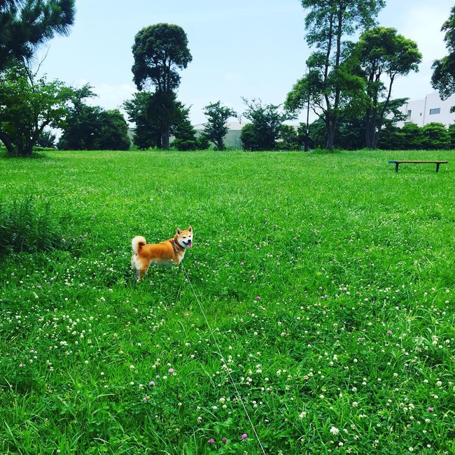 N&agrave;ng ch&oacute; Shiba bạ đ&acirc;u nằm đấy: M&igrave;nh th&iacute;ch th&igrave; m&igrave;nh nằm th&ocirc;i! - Ảnh 11.