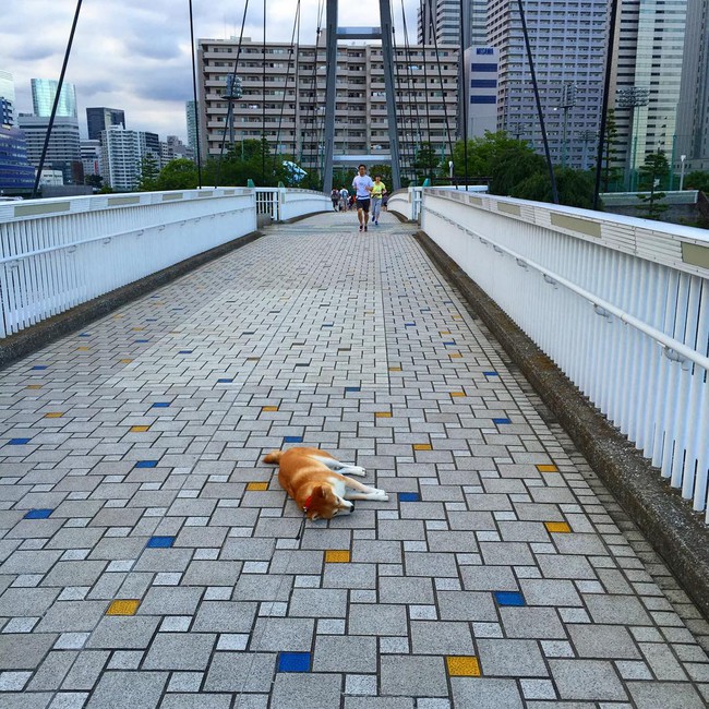 N&agrave;ng ch&oacute; Shiba bạ đ&acirc;u nằm đấy: M&igrave;nh th&iacute;ch th&igrave; m&igrave;nh nằm th&ocirc;i! - Ảnh 15.