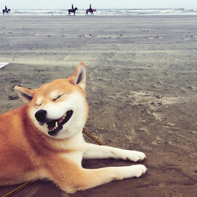 N&agrave;ng ch&oacute; Shiba bạ đ&acirc;u nằm đấy: M&igrave;nh th&iacute;ch th&igrave; m&igrave;nh nằm th&ocirc;i! - Ảnh 12.