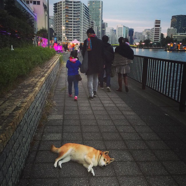 N&agrave;ng ch&oacute; Shiba bạ đ&acirc;u nằm đấy: M&igrave;nh th&iacute;ch th&igrave; m&igrave;nh nằm th&ocirc;i! - Ảnh 16.
