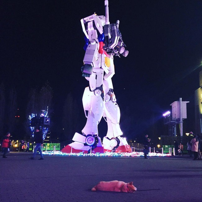 N&agrave;ng ch&oacute; Shiba bạ đ&acirc;u nằm đấy: M&igrave;nh th&iacute;ch th&igrave; m&igrave;nh nằm th&ocirc;i! - Ảnh 17.