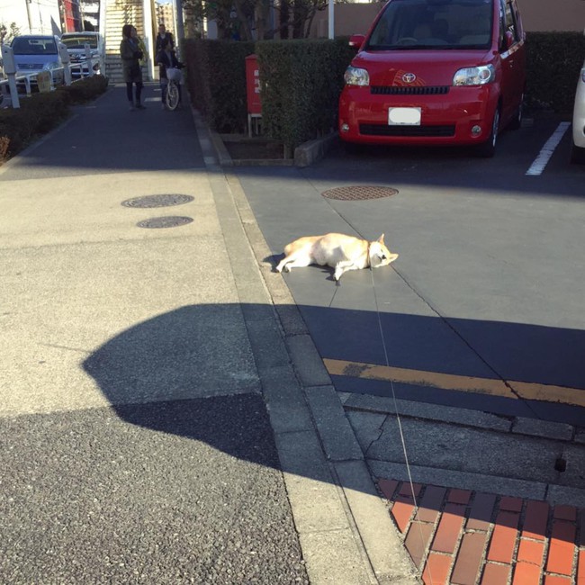 N&agrave;ng ch&oacute; Shiba bạ đ&acirc;u nằm đấy: M&igrave;nh th&iacute;ch th&igrave; m&igrave;nh nằm th&ocirc;i! - Ảnh 8.